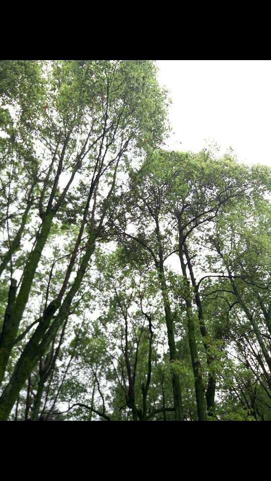 为什么手机有时候显示图片的时候颜色会变亮?