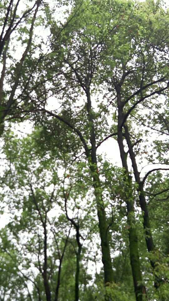 为什么手机有时候显示图片的时候颜色会变亮?