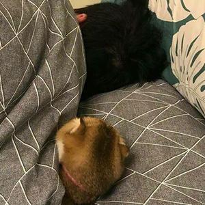 我在抖音搞的那个动态壁纸,怎么没有声音