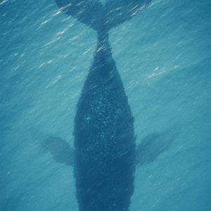 魅蓝note5支持fiyme7吗?如果支持能不能人脸识别