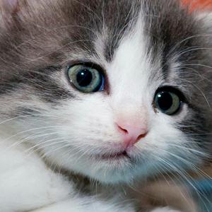 我想知道魅族端抽标配到底有没有保底?'-崩坏